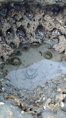 Anthopleura elegantissima