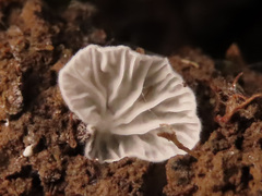 Entoloma jahnii