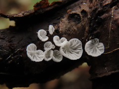 Entoloma jahnii