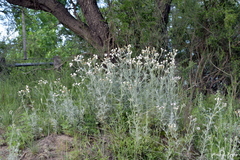 Senecio viravira