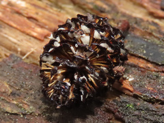 Calycellina alniella
