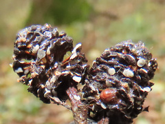 Calycellina alniella