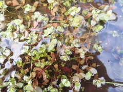 Bacopa repens
