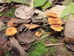 Naucoria escharioides