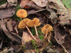 Naucoria escharioides