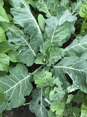 Brassica oleracea viridis