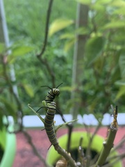 Danaus plexippus