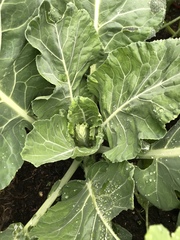 Brassica oleracea viridis