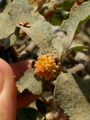 Burnettweldia corallina