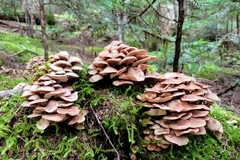Armillaria novae-zelandiae