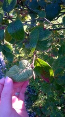 Viburnum carlcephalum