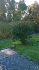 Viburnum carlcephalum