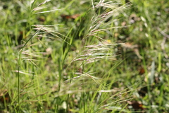 Stipa glabrata (Stipa glabrata)