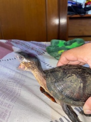 Kinosternon creaseri