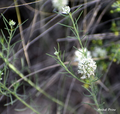 Polygala aspalatha