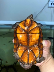 Kinosternon creaseri