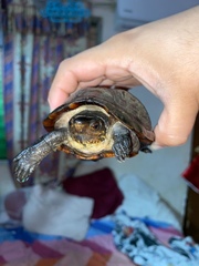 Kinosternon creaseri