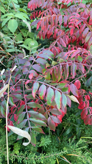Rhus copallinum