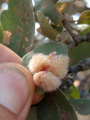 Andricus crystallinus