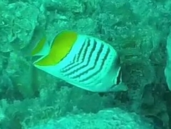 Chaetodon mertensii