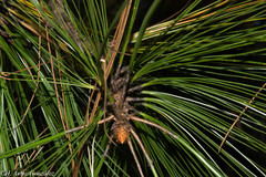 Pinus durangensis