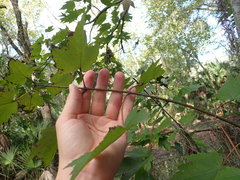 Acer rubrum image