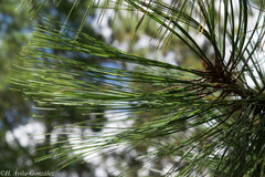Pinus durangensis