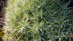Dianthus gratianopolitanus