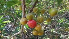 Vitex lucens