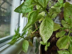 Fusarium oxysporum
