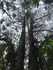 Dacrycarpus dacrydioides