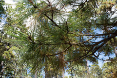 Pinus durangensis