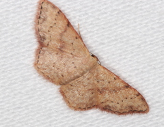 Idaea halmaea