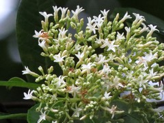 Alstonia muelleriana