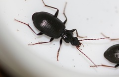 Limodromus assimilis