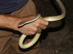 Masticophis bilineatus