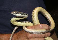 Masticophis bilineatus