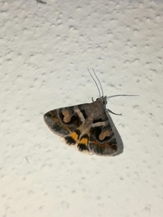 Melipotini