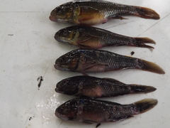 Dormitator maculatus