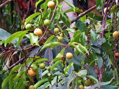 Salacia disepala