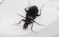 Limodromus assimilis