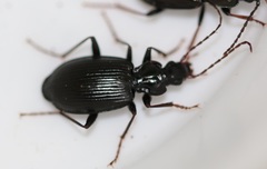 Limodromus assimilis