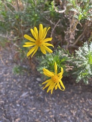 Euryops pectinatus