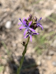 Wahlenbergia huttonii