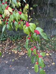 Lonicera maackii