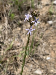 Wahlenbergia huttonii