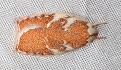 Euchaetis rhizobola