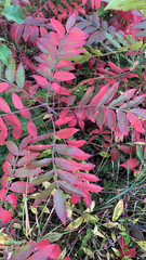Rhus copallinum