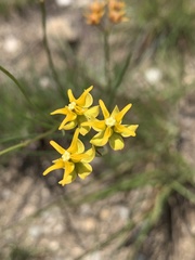Asclepias aurea