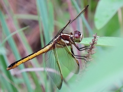 Libellula flavida